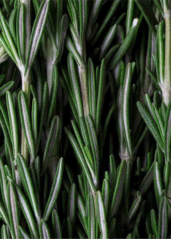 Scalp Scrub, Rosemary & Mint