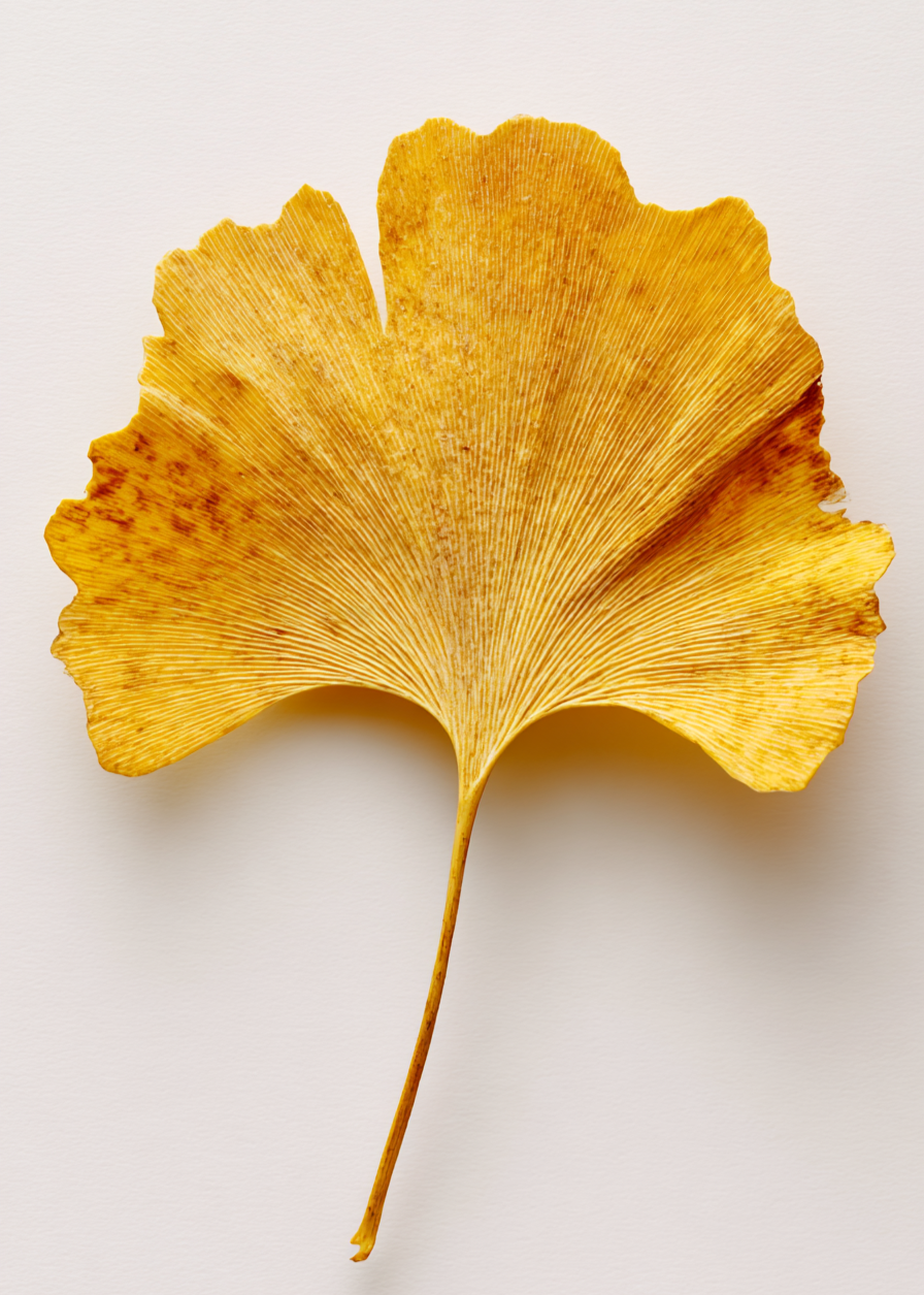 Ginkgo Glow Booster