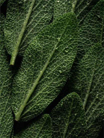 Rosemary Hair &amp; Scalp Strengthening Oil
