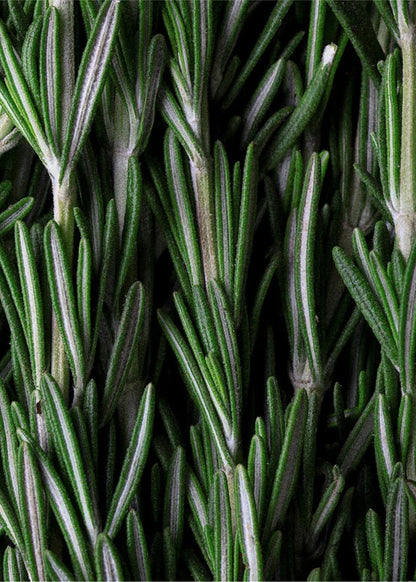 Scalp Scrub, Rosemary &amp; Mint