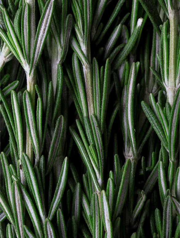 Rosemary Hair &amp; Scalp Strengthening Oil
