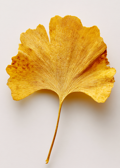 Ginkgo Glow Booster
